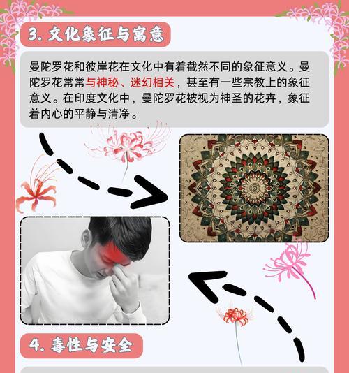 曼陀罗花象征着什么？它的含义有哪些常见误解？