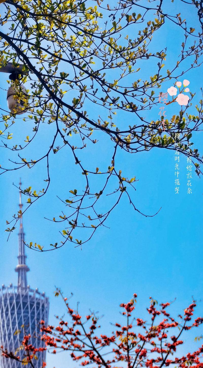 白色木棉花的花语是什么？如何表达爱意？