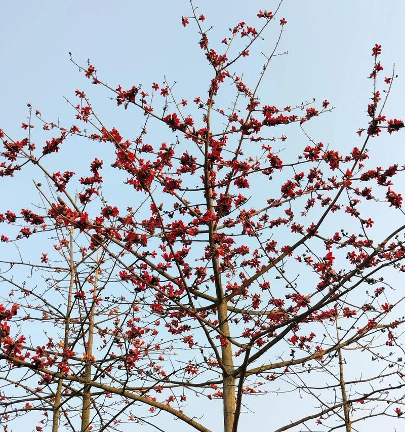 白色木棉花的花语是什么？如何表达爱意？