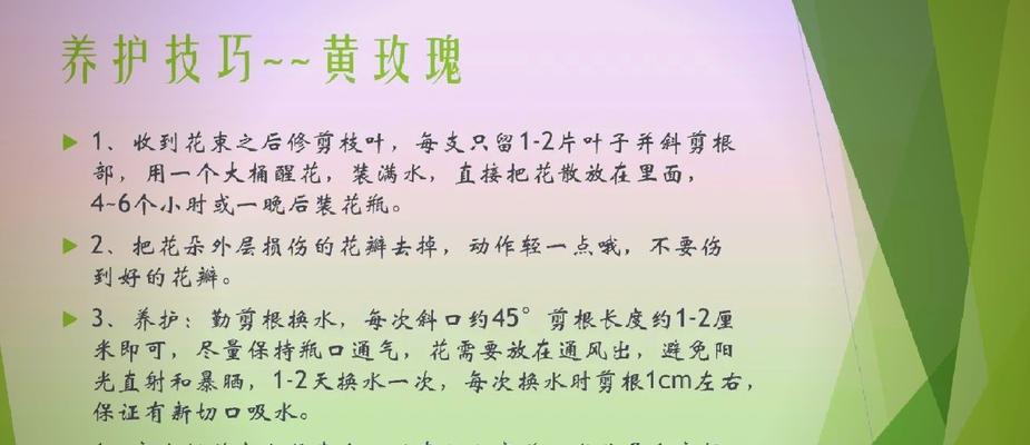 语文玫瑰的花语是什么？如何用语文玫瑰表达爱意？