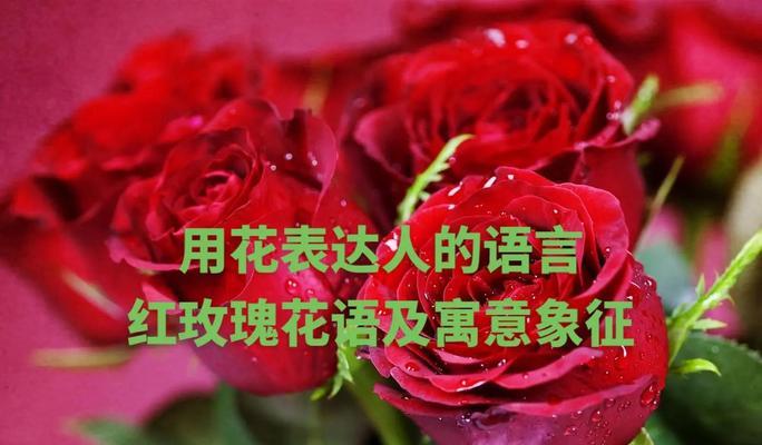 语文玫瑰的花语是什么？如何用语文玫瑰表达爱意？