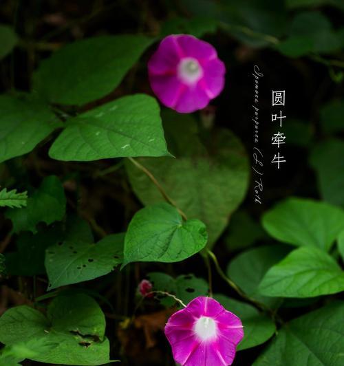 牵牛花的花语是什么？如何正确解读牵牛花的含义？