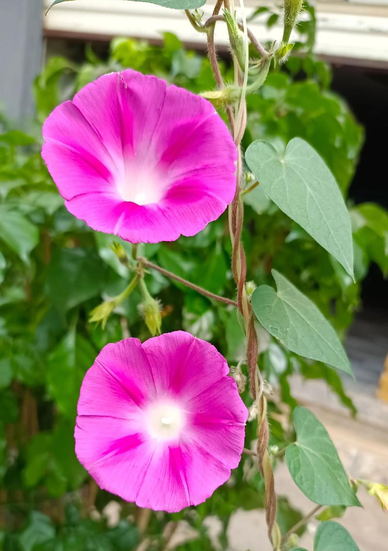 牵牛花的花语是什么？如何正确解读牵牛花的含义？