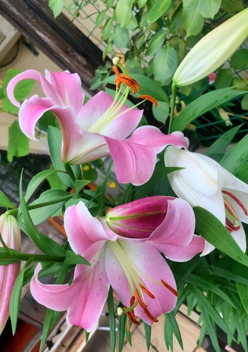 百合花的花形和寓意是什么？如何挑选寓意吉祥的百合花？