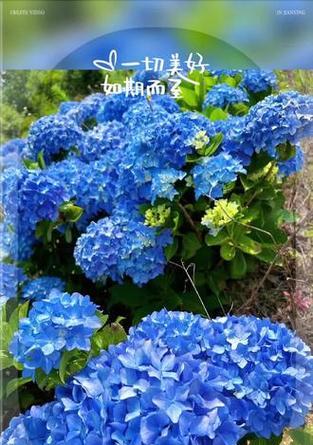 象征人生的蓝色花是什么花？蓝色花的花语有哪些含义？