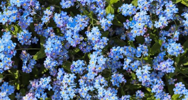 象征人生的蓝色花是什么花？蓝色花的花语有哪些含义？