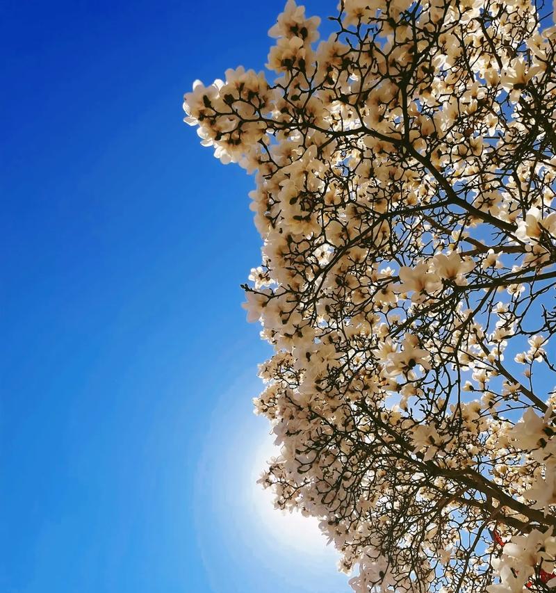 小人祭花语是什么？如何正确理解小人祭的含义？