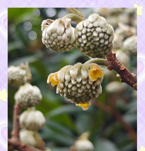 象神寓意象征爱情的花是什么？这种花的花语有哪些含义？