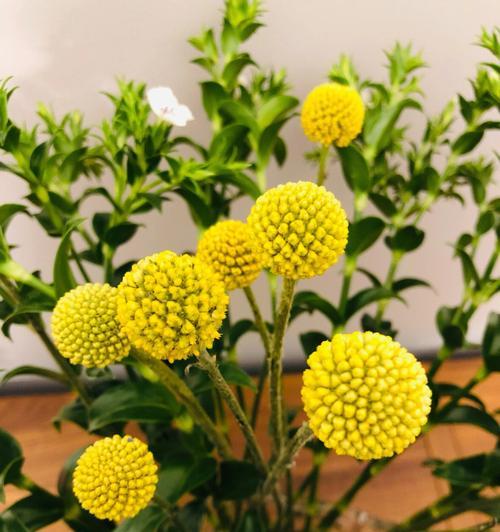 青梅的花语是什么意思？如何理解青梅的象征意义？