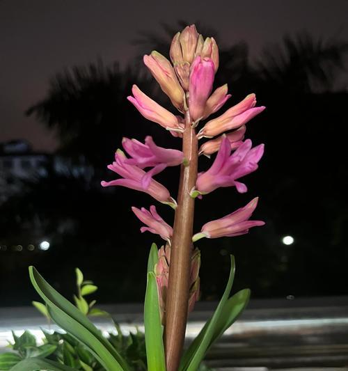 无处安放的花语是什么？如何正确解读花语含义？