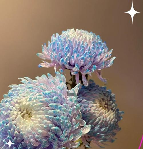 白色菊花代表什么含义？白色菊花的花语有哪些？