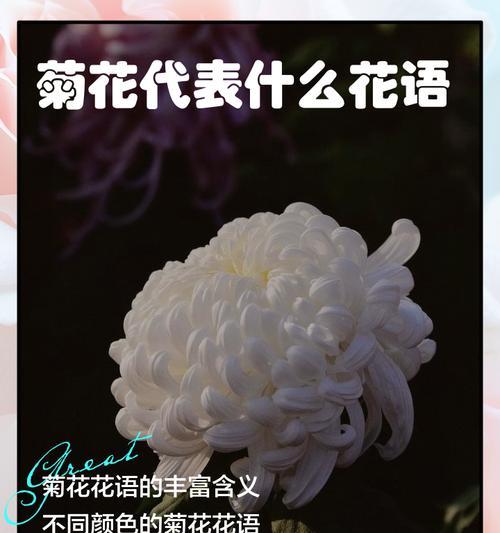 白色菊花代表什么含义？白色菊花的花语有哪些？
