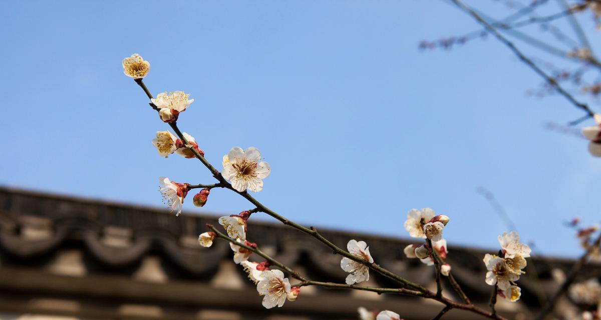 清明节带的花都有哪些寓意？清明节送花的含义是什么？