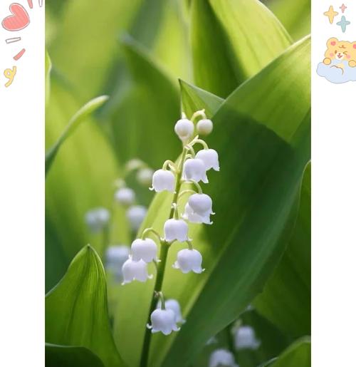 铃兰花象征友谊的花是什么？铃兰花的含义和象征意义是什么？