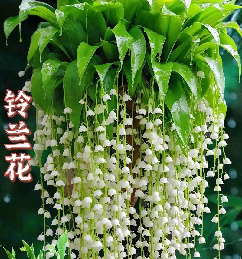 铃兰花象征友谊的花是什么？铃兰花的含义和象征意义是什么？