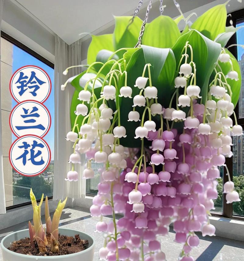 铃兰花象征友谊的花是什么？铃兰花的含义和象征意义是什么？