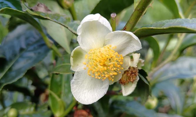暮夏象征意义的花是什么？花语有哪些含义？