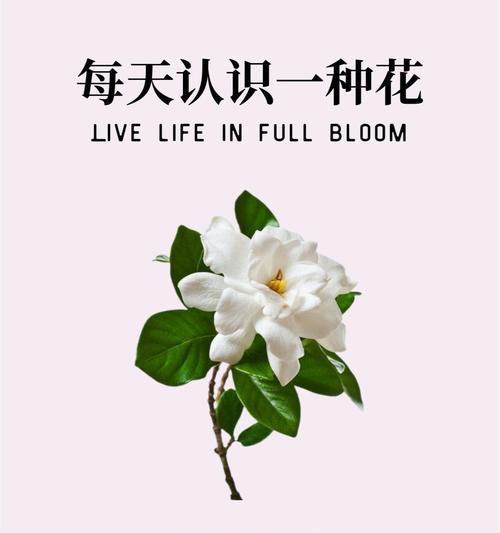 暮夏象征意义的花是什么？花语有哪些含义？