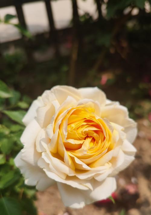 送果冻的花语是什么？如何正确表达情感？