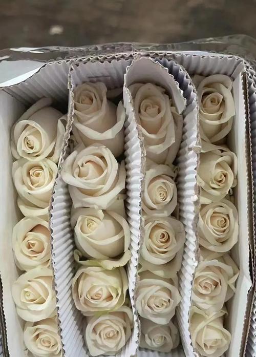 玉色玫瑰花象征意义是什么？玉色玫瑰花代表什么情感？