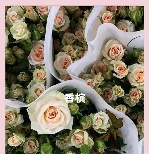 玉色玫瑰花象征意义是什么？玉色玫瑰花代表什么情感？