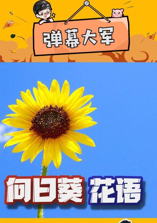 花语卷的前身是什么名字？揭秘其历史变迁