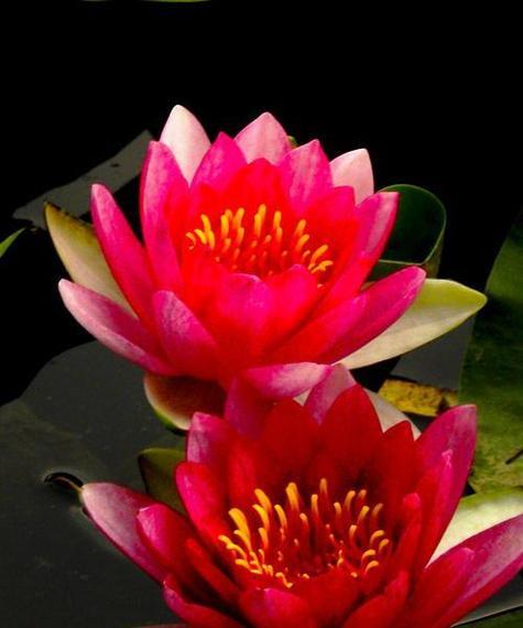 13点的花代表什么？13点的花象征意义是什么？