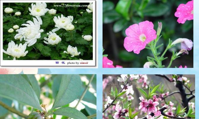13点的花代表什么？13点的花象征意义是什么？