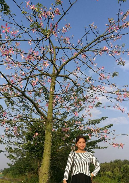 寓意添丁发财的新年花是什么花？如何选择寓意吉祥的花卉？