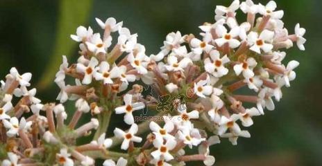 红宝花的寓意是什么？使用时需要注意哪些禁忌？