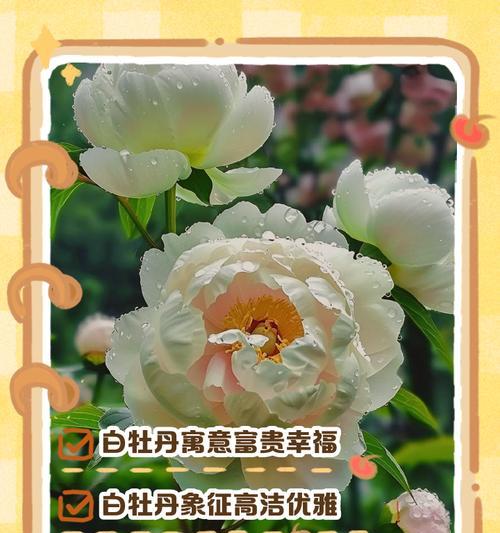 白色勺花代表什么含义？勺花的象征意义有哪些？