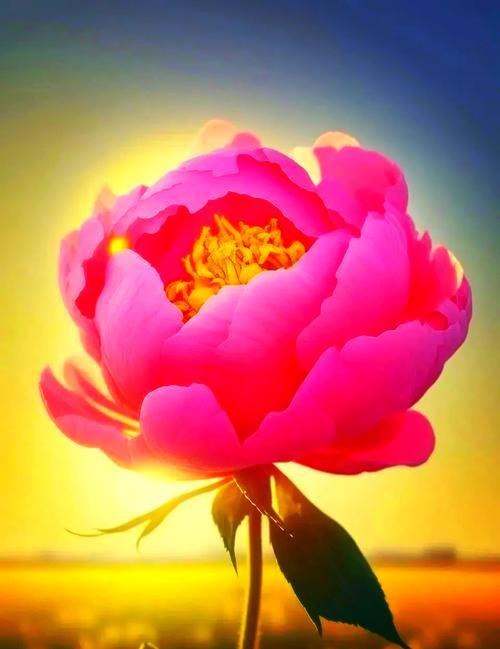 对角花的寓意及象征是什么？如何正确解读对角花的含义？