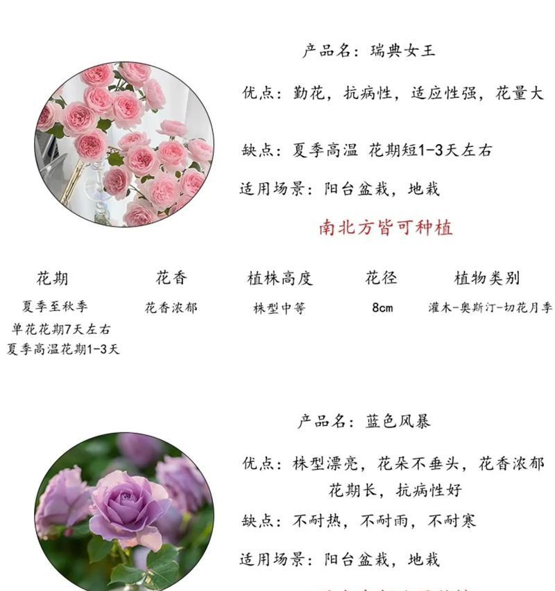 红月季花的花语和象征意义是什么？如何正确解读？