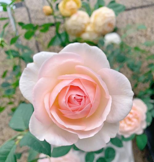红月季花的花语和象征意义是什么？如何正确解读？