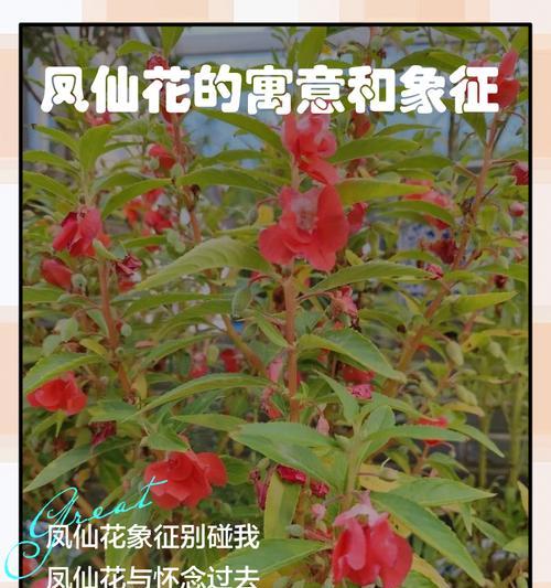 杠上花的寓意和象征是什么？如何理解其文化含义？