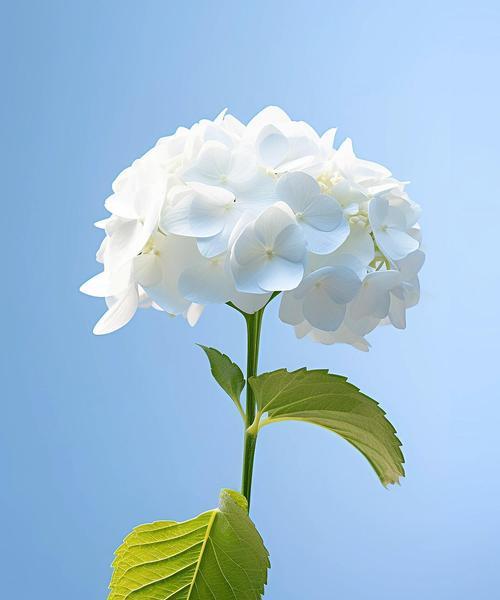 象征热情活泼的花有哪些？它们的花语是什么？