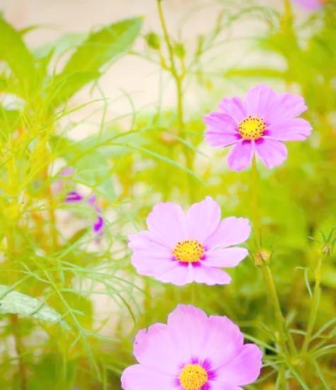 象征热情活泼的花有哪些？它们的花语是什么？