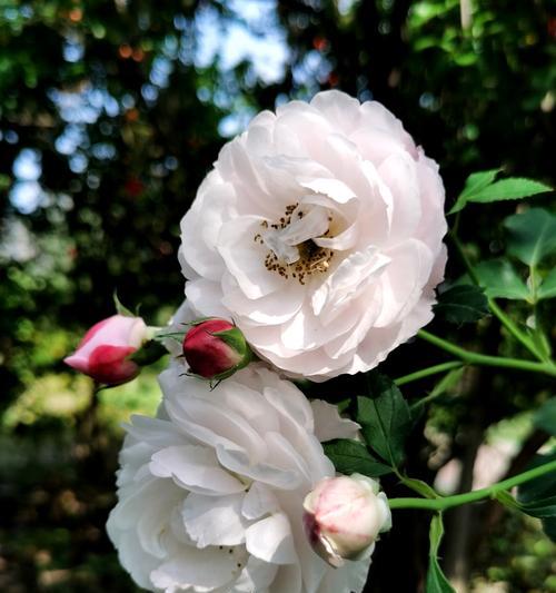 寓意随和温柔的花是什么花？这种花有哪些特点？