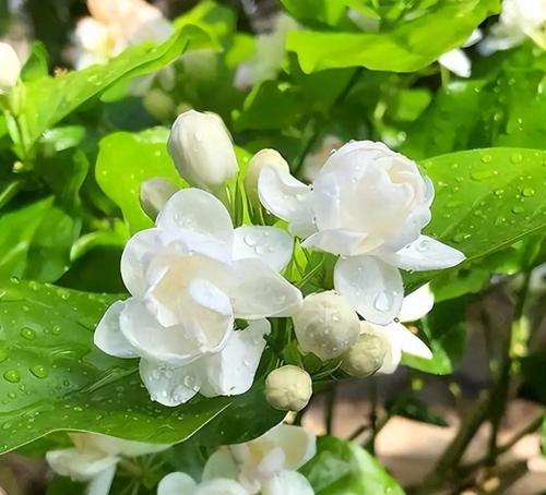 寓意随和温柔的花是什么花？这种花有哪些特点？