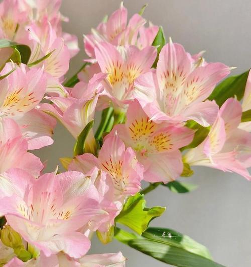 花语友情的花是什么？如何用花表达友情？