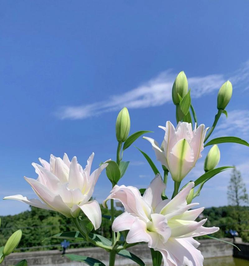 花语友情的花是什么？如何用花表达友情？