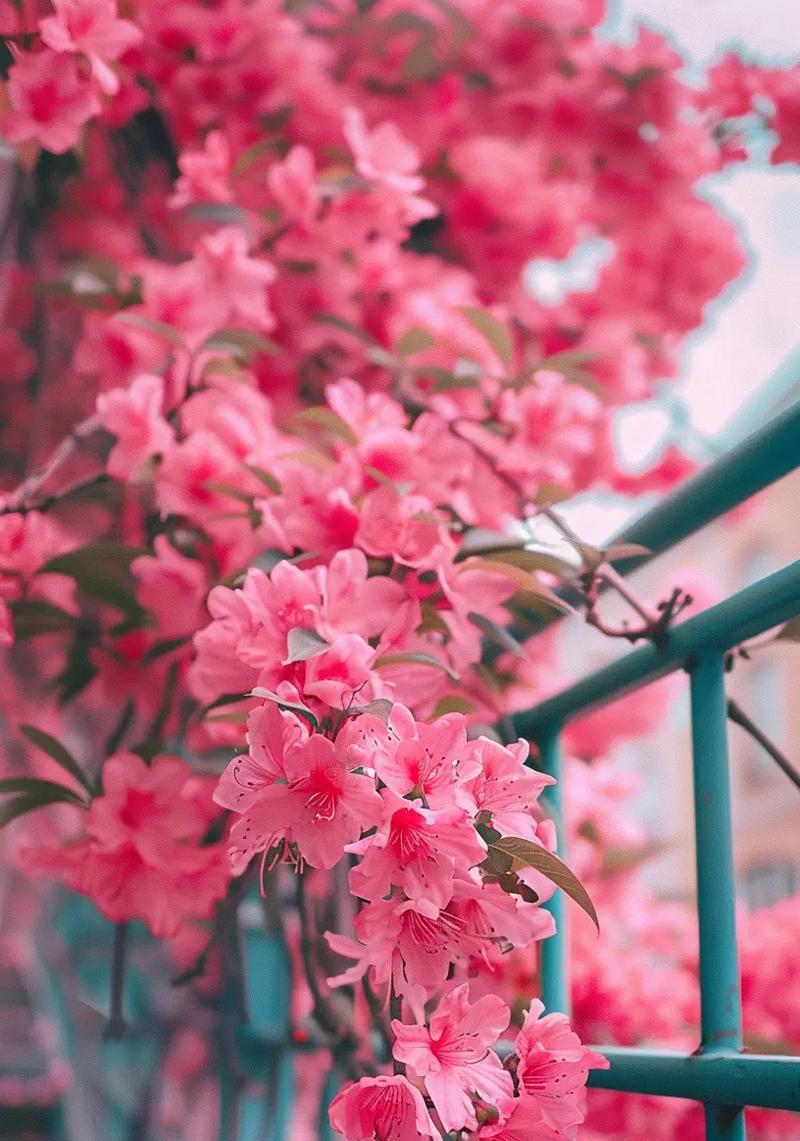 天天开心的花朵象征是什么？哪种花代表着快乐？