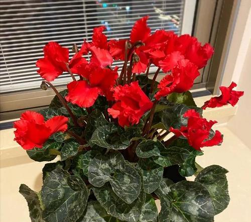 寓意招客好的花是什么花？如何选择寓意吉祥的花卉？