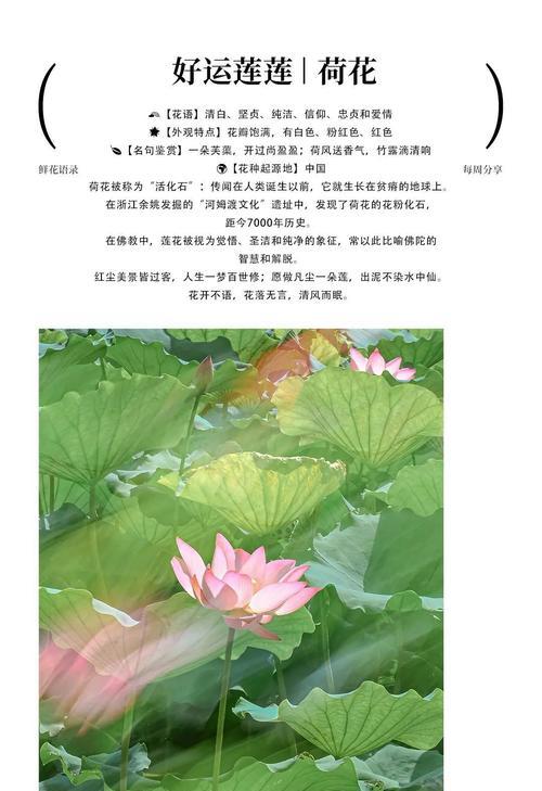 荷花的花语是什么？荷花代表的含义有哪些？