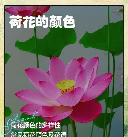 荷花的花语是什么？荷花代表的含义有哪些？