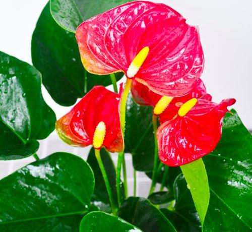 小船送千禧花的寓意是什么？千禧花象征着什么？
