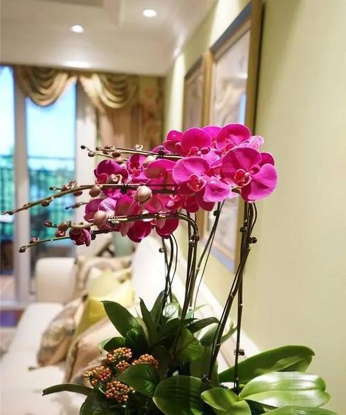 小船送千禧花的寓意是什么？千禧花象征着什么？
