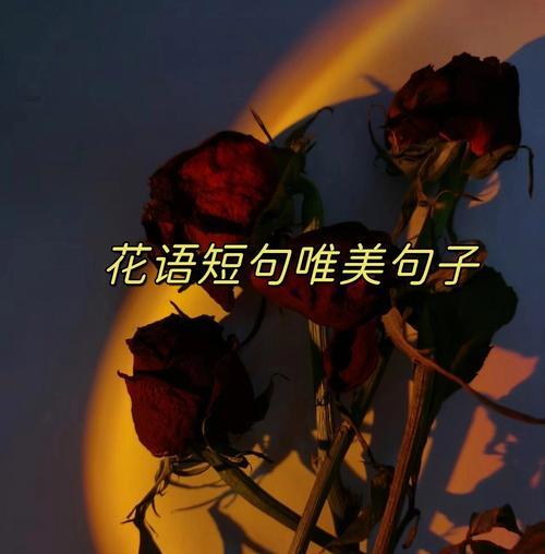 美德花语的花语是什么？如何正确解读花语含义？