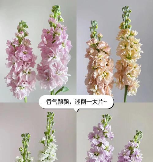 美德花语的花语是什么？如何正确解读花语含义？