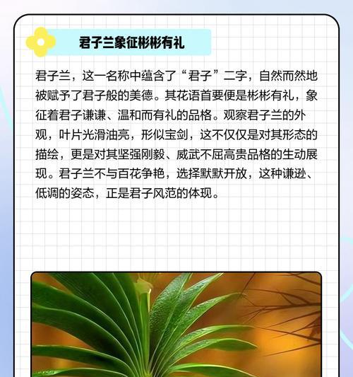 美德花语的花语是什么？如何正确解读花语含义？